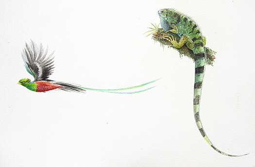 Quetzal and Iguana