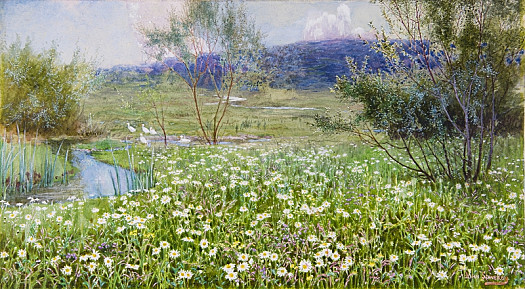 The Daisy Meadow