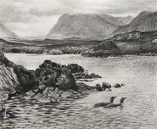 Red-Throated Divers On a Sutherland Loch