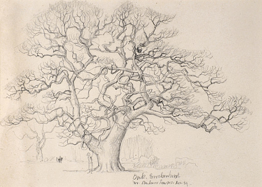 Oak, Brockenhurst Nr Bulmer Sussex