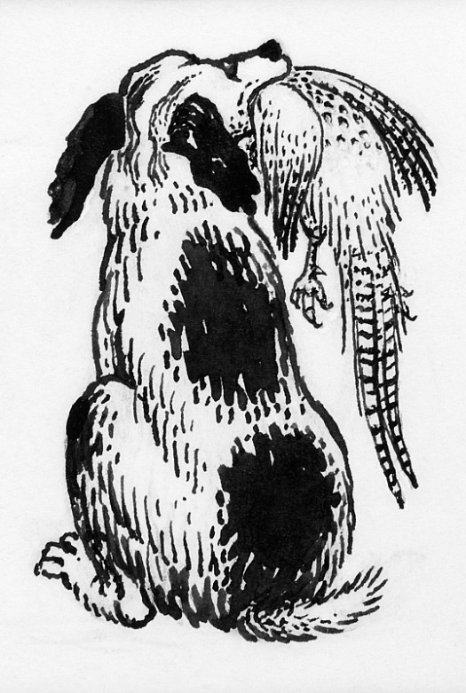 Springer Spaniel and Pheasant
