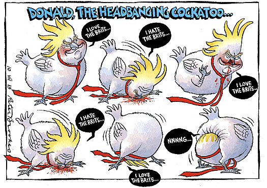 Donald, the Headbanging Cockatoo