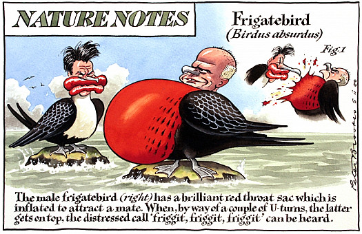 Nature Notes
Frigatebird