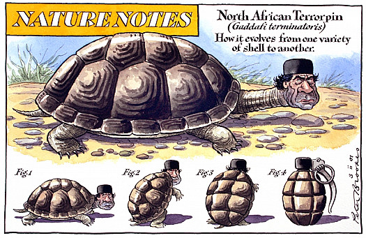 Nature Notes
North African Terrorpin