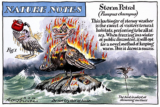 Nature Notes
Storm Petrol