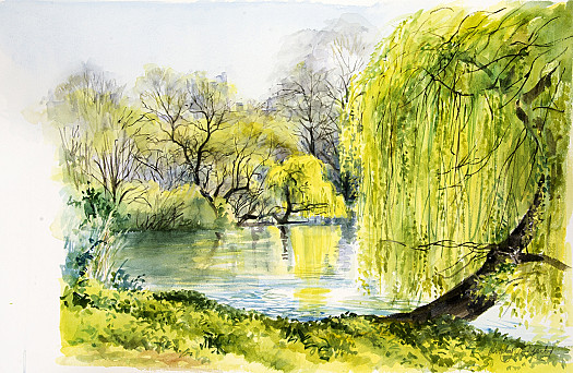 Willow, St James's Park