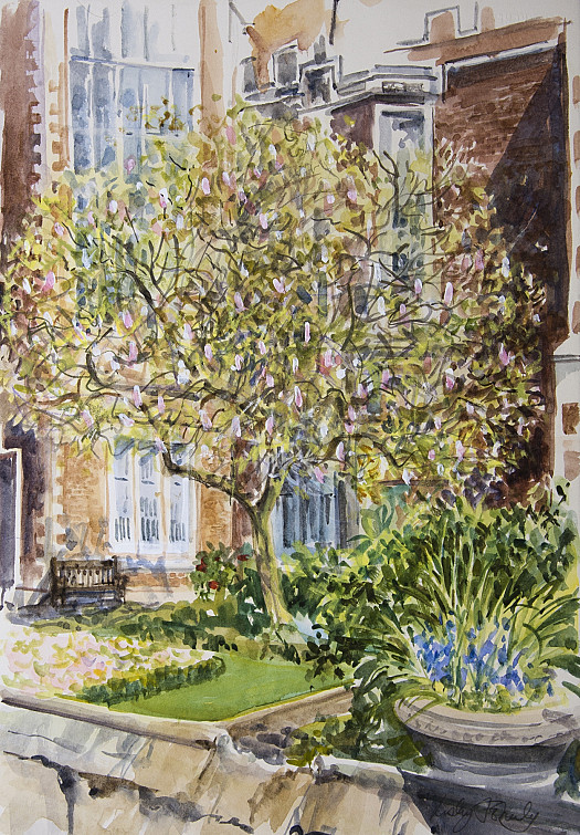 Magnolia, Middle Temple Garden