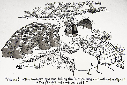 Oh No! - the Badgers Are Not Taking the Forthcoming Cull Without a Fight!- They're Getting Radicalised!