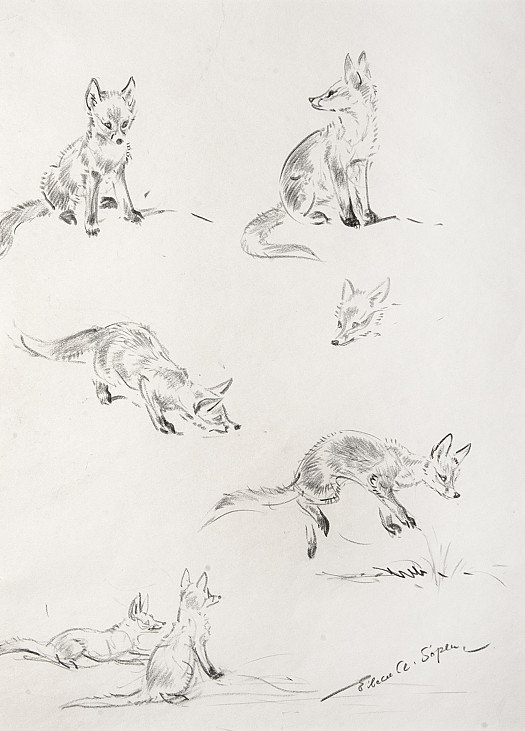 Foxes playing