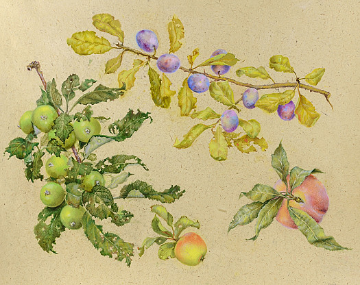 Crab Apples, Damsons and Peach