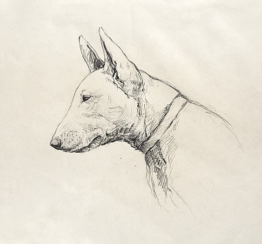 The Whimsical Bull-Terrier of Unshakeable Loyalty and a Sense of Humour