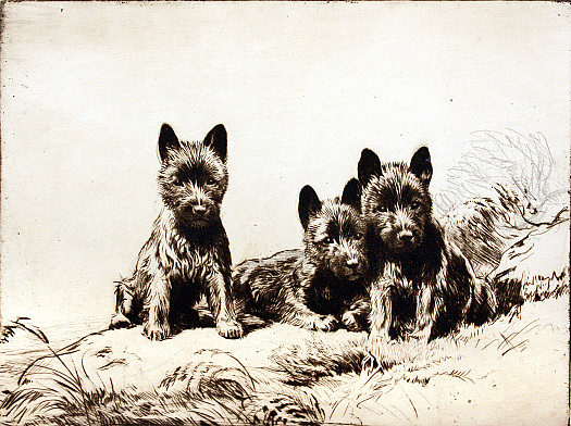 Three Black Scotties, C1927