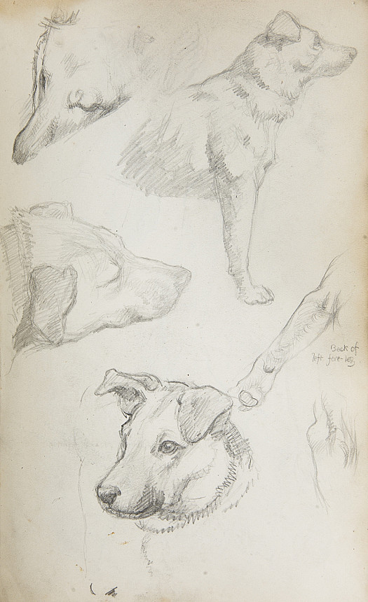 Studies of a Dog