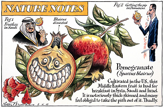 Nature Notes
Pomegranate 
(Spareus Blairus)