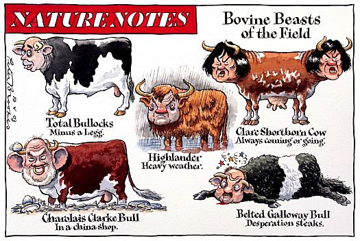 Nature Notes
Bovine Beasts of the Field