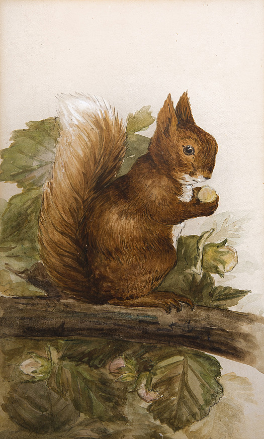 Squirrel with a Hazelnut