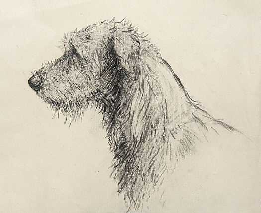 Irish Wolfhound
this Hound Is Exceptionally Gentle In Disposition