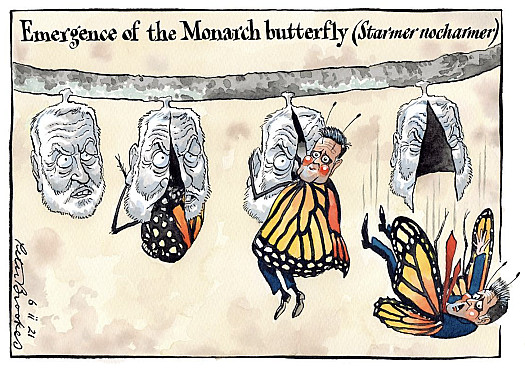 Emergence of the Monarch butterfly