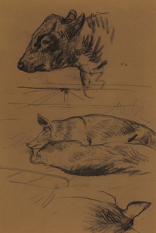 Cow's Head and Sleeping Pigs