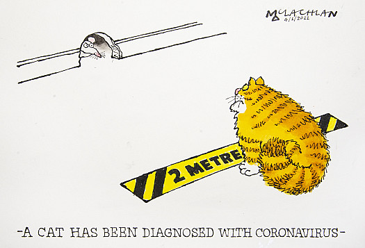 A Cat has been diagnosed with Coronavirus
