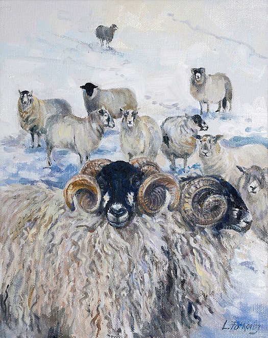 Sheep and Rams