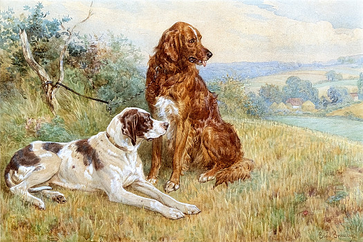 Red Setter and Pointer