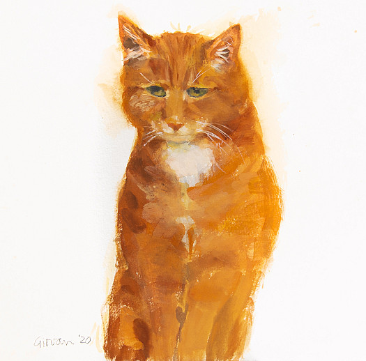 Red Tabby