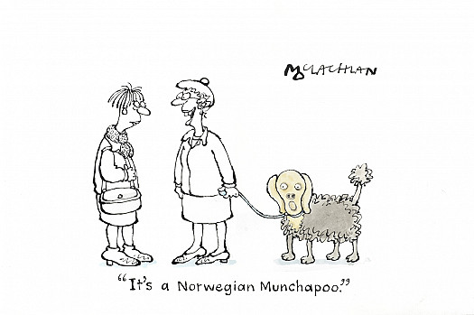 It's a Norwegian Munchapoo