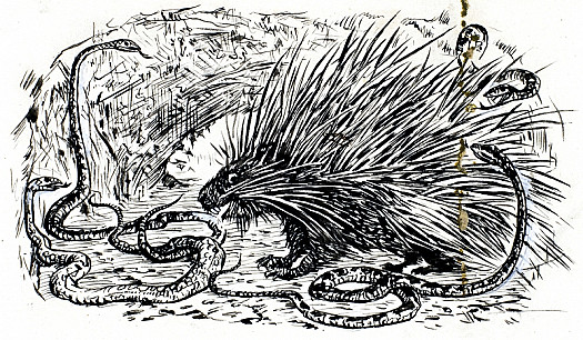The Porcupine and the Snakes
