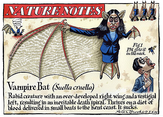 Nature NotesVampire Bat (Suella Cruella)