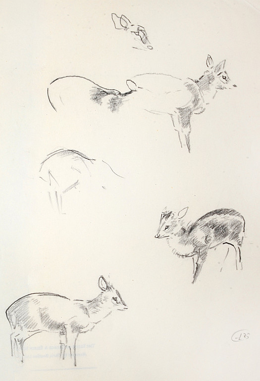 Many Deer