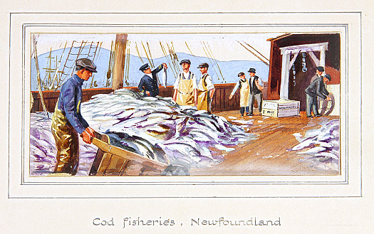 Cod Fisheries, Newfoundland