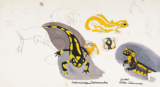 Salamander Studies