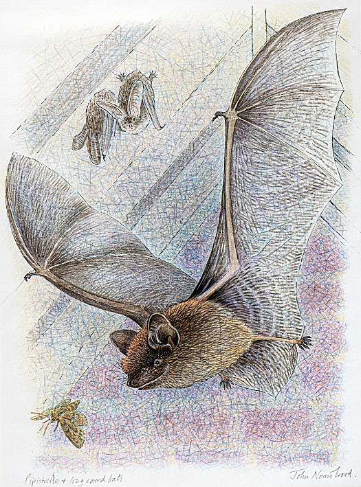 Pipistrelle + Long Eared Bats