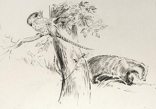 A pheasant and a badger II