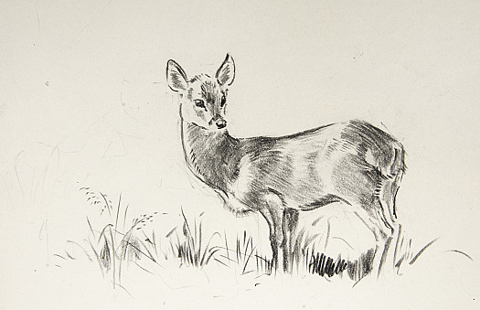 A Roe Fawn among the grass