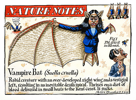 Nature NotesVampire Bat (Suella Cruella)
