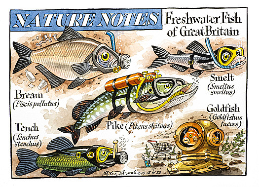 Nature Notes Freshwater Fish of Great Britain