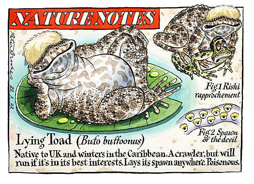 Nature NotesLying Toad