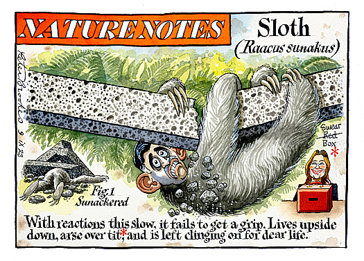 Nature NotesSloth (Raacus sunakus)