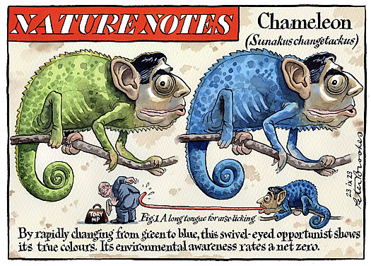 Nature NotesChameleon (Suankus chanetakus)