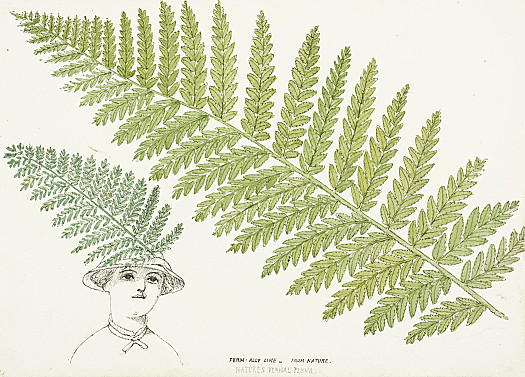 Fern-Ally Like &ndash; from NatureNature's Vernal Plume