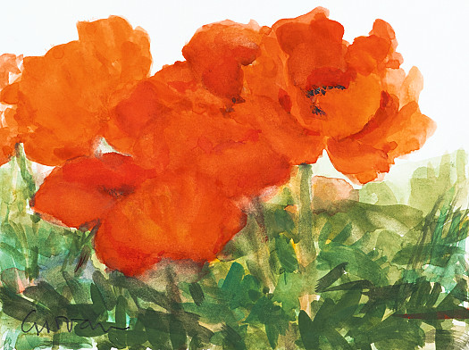 Late Poppies