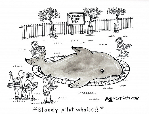 Bloody Pilot Whales!!