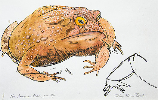 The American Toad, from Life