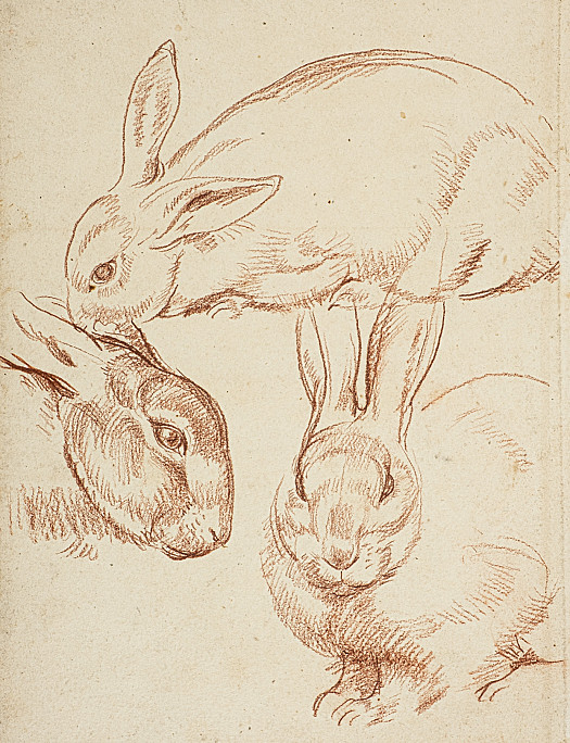 Heads of Rabbits