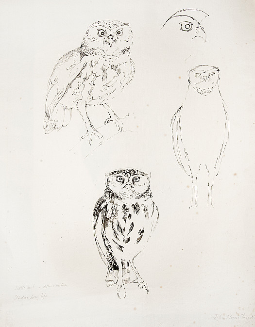 Little Owl &ndash; Athene Noctua