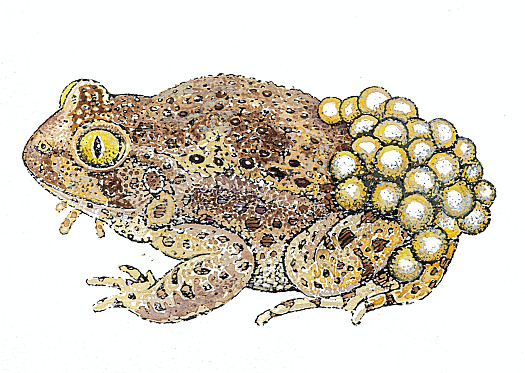 Iberian Midwife Toad