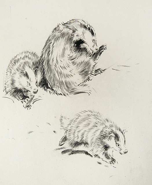 A mother badger and two playing cubs