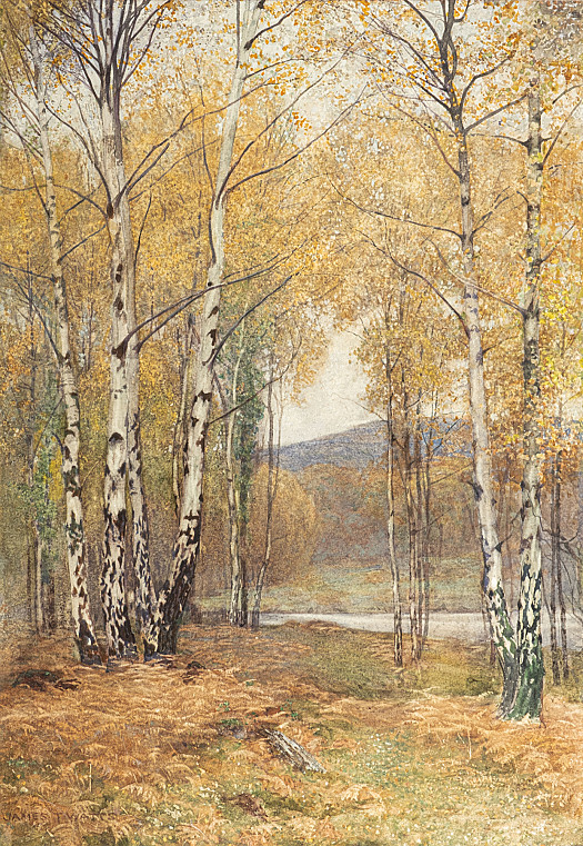 Autumn Among Birch Trees